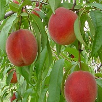 قیمت نهال هلو اصلاح شده 09197722540