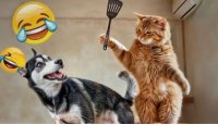 گلچین خنده دارترین فیلم از گربه ها و سگ های خنگ و بامزه #105