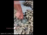 شکار شگفت انگیز اختاپوس با چنگال