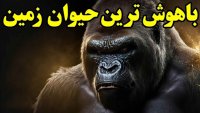 گوریل حیوانی با ویژگی های خاص که باید بشناسیم