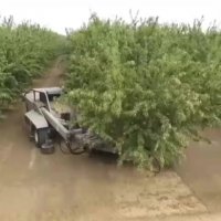 روش بسیار پیشرفته برداشت بادام