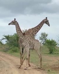 این چه کاریه آخه!