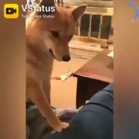 کلیپ خنده دار کوتاه بدجنس ترین حیوانات