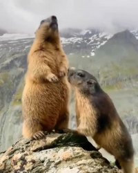 شما فکر می‌کنید دارن چی می‌گن به هم؟