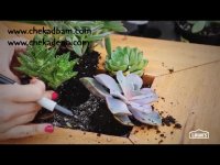 فلاور باکس(محلی برای کاشت درختچه و گل) قاب عکسی از جنس گیاهان