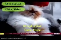 حمایت كردن گربه هاى ژاپن توسط  ایرانی