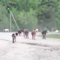 له شدن گله گاو به وسیله کامیون