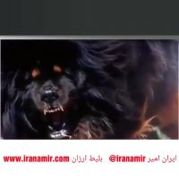 بهترین و خشن ترین سگ های پلیس و نگهبان