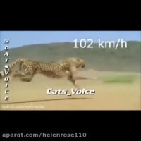 دویدن و شكوه و زیبایی یوزپلنك