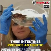 حالا هي بگيد چرا آسياي شرقي كرم و ملخ مي خورن ؟؟!!!