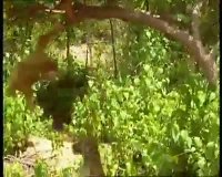 سرکار رفتن ببرها توسط میمون!