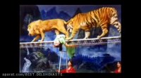 tiger vs lion