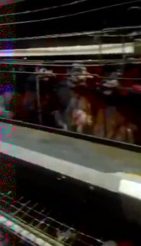 فروش مرغ لوهمن دم طلایی اصل 5ماهه 30درصد تولید