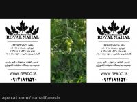 نهال گردو خوشه ای ژنوتیپ و چندلر پیوندی اصلاح شده 09141811520