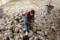 حمایت کامل از مرغداران