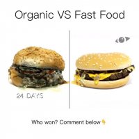 فاسد شدن برگرها به روایت تصویر