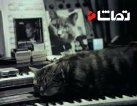 فیلم کوتاه: "گربه در حال گوش دادن به موسیقی"