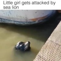 حمله شیر دریای به کودک