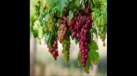 خرید نهال انگور 09121263524