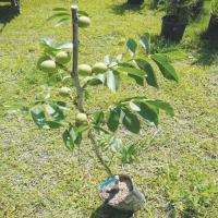 خرید درخت گردو چندلر ژنوتیپ 09121270623