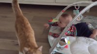 Cat and baby spark amazing friendship