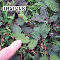 گیاهی که حس لامسه دارد