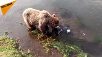 بازی توله خرس کنجکاو با دوربین های زیر آب