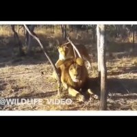 با دم شیرم شوخی!