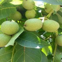 خرید نهال گردو پدرو  09121270623