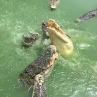 باغ وحش ترسناک تایلند