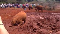 Elephant calves playing David Sheldrick Wildlife trust hyperlapse 8x