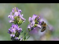 عسل شفا بخش وطبیعی کوهستان طلایی