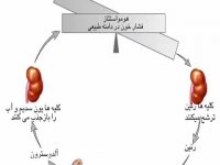 معرفی غدد و هورمون ها