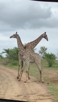 کلیپ خنده دار کوتاه گره خوردن زرافه ها