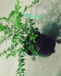 فروش نهال بلوبری سفید نایاب - ردبازار - رشت - www.Redbazar.ir