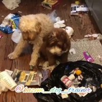 Kazemdogtrainer مربی و رفتارشناس سگ ـ رفع ناهنجاری سگها