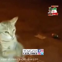 همراهی كردن گربه با ضیافت مردم  در خیابان