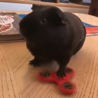 خوکچه اسپینر باز