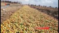 رها شدن صدها تن گوجه‌ فرنگی در اطراف زنجان
