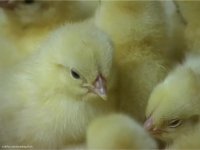 فروش جوجه یکروزه تخمگذار فروش تخم مرغ