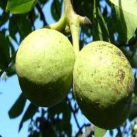 قیمت نهال گردو پکان پاکوتاه  02166971336