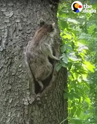 STUBBORN Baby Raccoon Will NOT Go Home | The Dodo