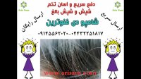 راهی میانبر برای از بین بردن شپش سر با شامپو دی فنوترین