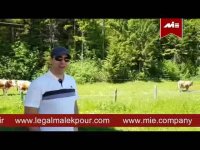 سرمایه_گذاری در زمینه دامداری چگونه است؟ استاد ملک پور توضیح می دهند