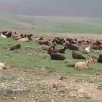 گوسفند زنده 09122005029