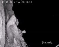 شبیخون جغد به بچه عقاب