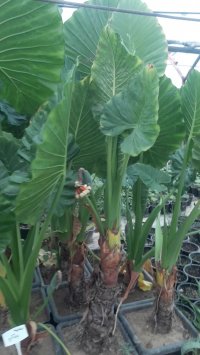 گیاه گل بابا آدم گلدانی (نهالستان و گلخانه فروزانی)