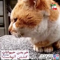 غم چشمان گربه بی پناه آدمو تا مغز استخونش میسوزونه
