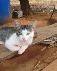 کلیپ بامزه گربه