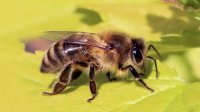 چند گونه زنبور در جهان داریم؟